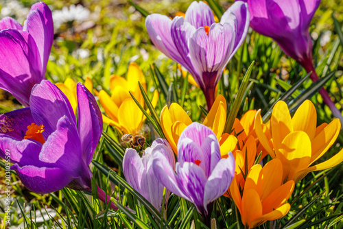 Canvas Print Spring background with violet Crocus flowers in park