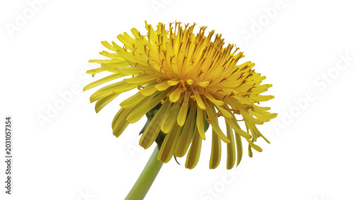 Cuadro en lienzo Bright yellow dandelion flower head with green stem, isolated on transparent bac