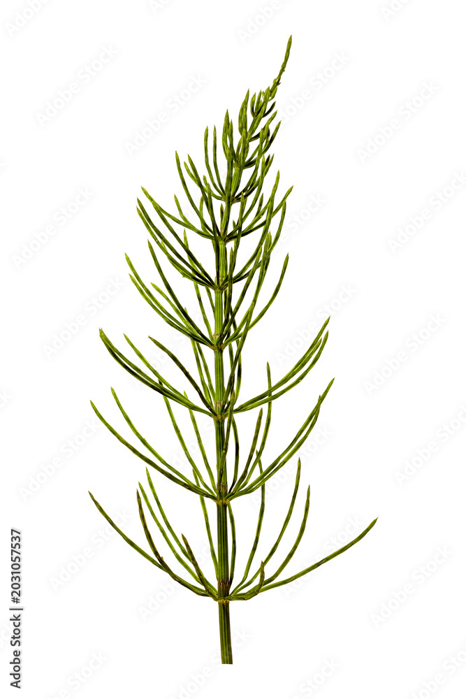 Fototapeta premium Horsetail Equisetum segmented stem botanical silica spore reproduction