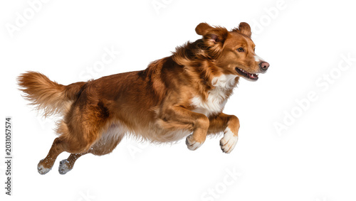 Energetic brown and white dog mid-air jump, isolated on transparent background