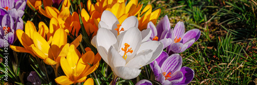 Tableau sur toile Spring background with violet Crocus flowers in park