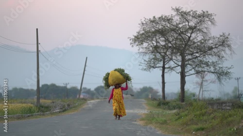Dhangadhi, Nepal - 08 January 2024: View of a local woman carrying a large bundle of green fodder on her head while walking along a paved rural road with hills in the background.