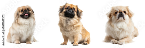 Set of Cute Pekingese dog standing sideways with elegant long fur transparent png background. Ai generated