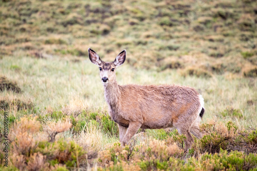Photography Mule deer doe standing in a rainy sagebrush field looking at camera, Laramie, Wy