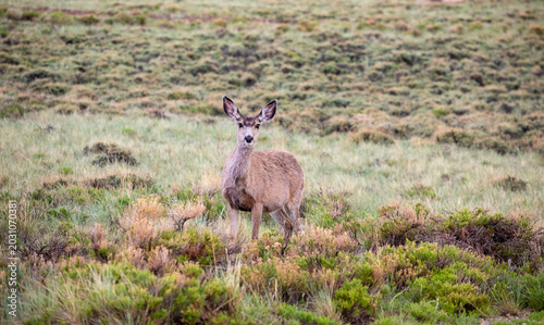 Photography Mule deer doe standing alone in a rainy sagebrush pasture looking at camera, Lar