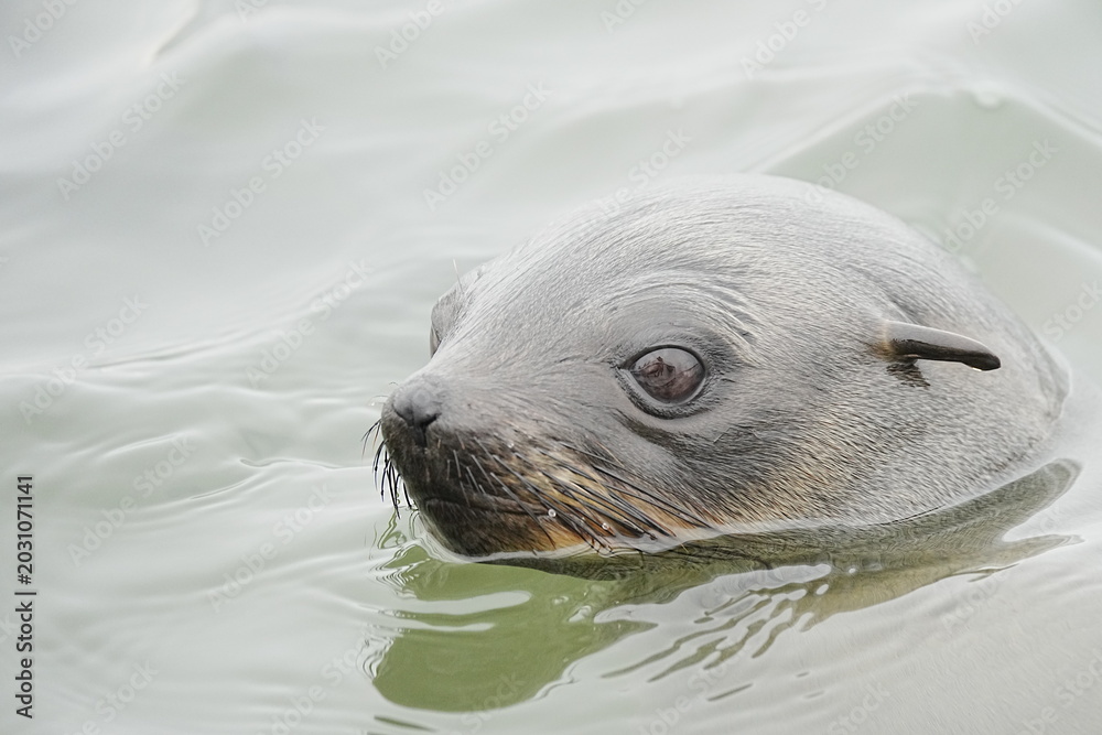 Fototapeta premium california sea lion