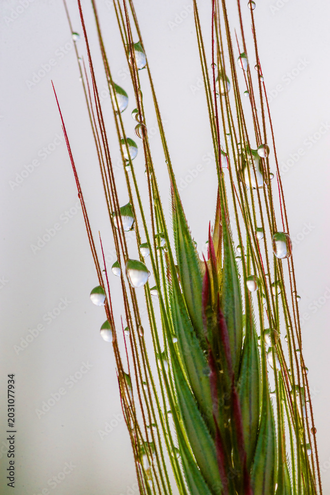 Obraz premium Wild grass seed head macro photography