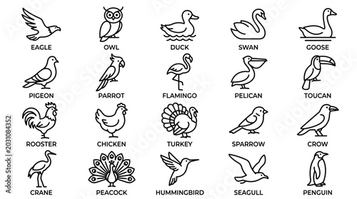 Various types of birds illustrated.