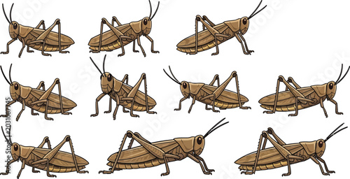 Obraz na płótnie Cartoon brown grasshopper vector illustration set with isolated cricket or locus
