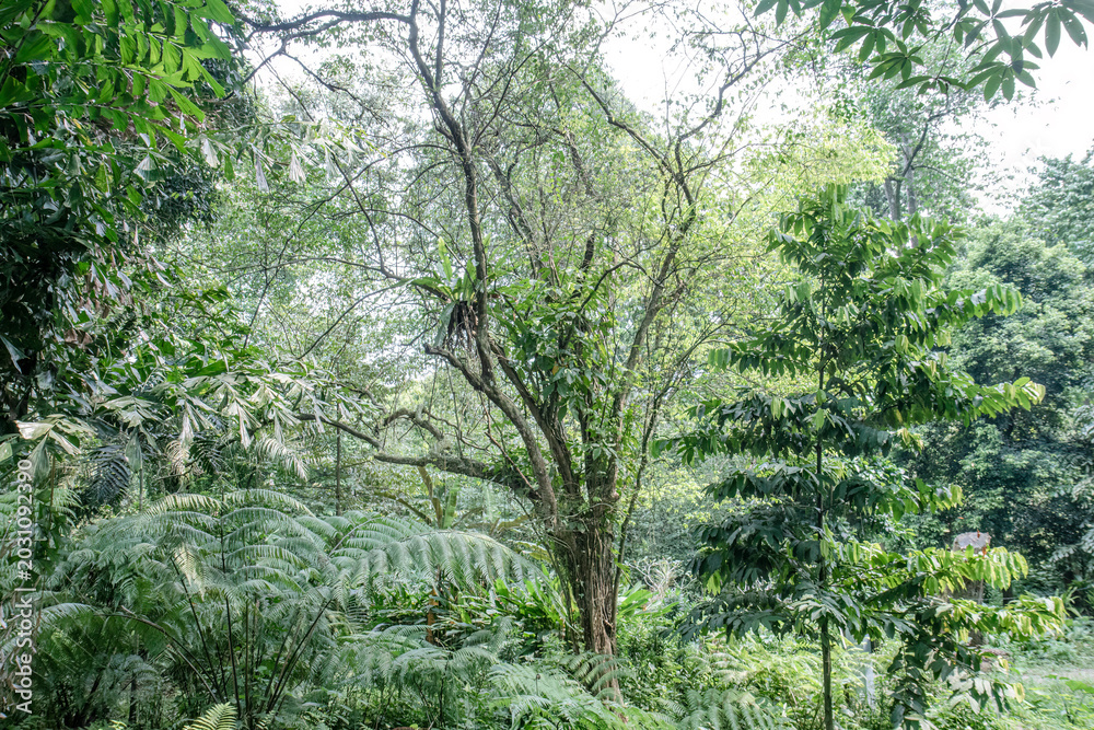 Fototapeta premium Fern understory scene suits habitat education content. Layered woodland plants support eco resort brochures. Green jungle floor fits biodiversity campaign assets