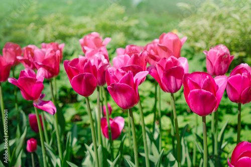 Bright tulips in the park