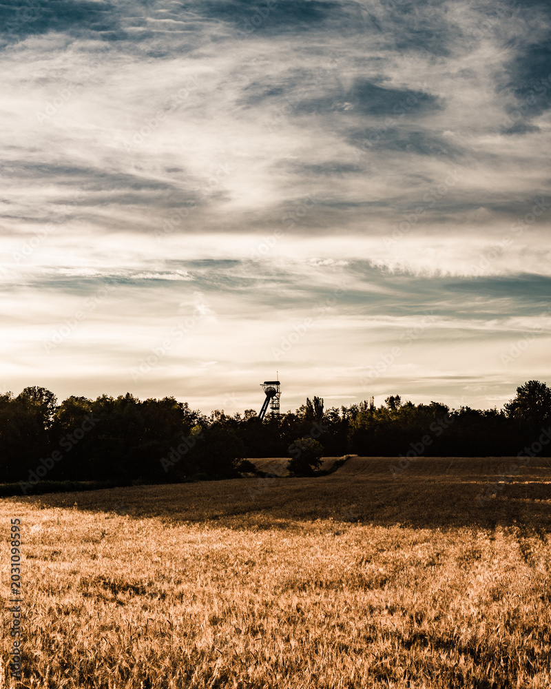 Fototapeta premium Scenic countryside landscape of a golden cereal field stretching to the horizon under a beautiful blue sky with wispy white clouds