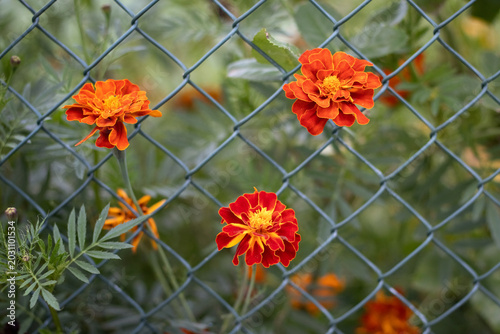 Bright orange red marigolds growing through chain link fence on green blurred background, colorful summer garden landscape
