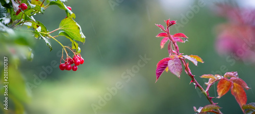 Schilderij op canvas Bright red viburnum berries and branch with red autumn leaves in rain on blurred