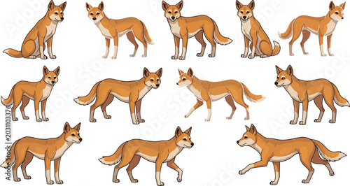 Schilderij op canvas Wild dingo dog cartoon character vector collection with standing, walking and si