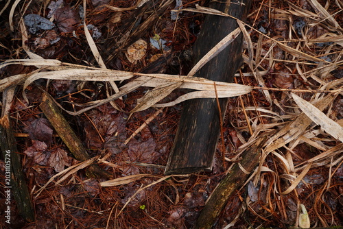Bild auf Leinwand Top down view of damp forest floor covered in decaying brown leaves fallen branc