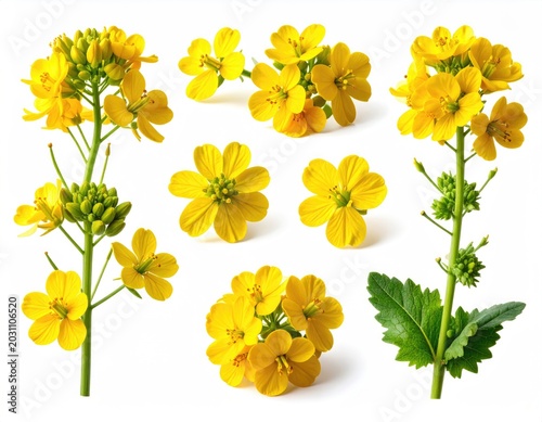 Vibrant yellow flower blossoms and buds arranged on white