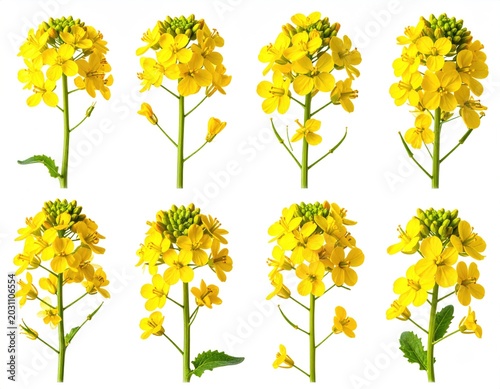 Eight small vibrant yellow flower clusters on green stems, white background