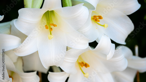 Tableau sur toile Easter Lily (Lilium longiflorum) Close-Up of Elegant White Easter Lilies with Go