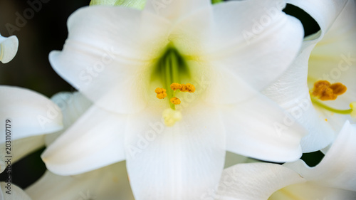 Valokuva Macro Abstract of a Pristine White Lily Flower Center with Soft Focus