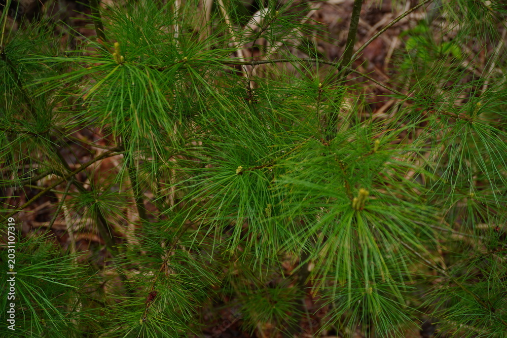 Fototapeta premium A high-angle close-up shot capturing the vibrant green needles of a young white pine tree in a forest setting with a blurred ground background