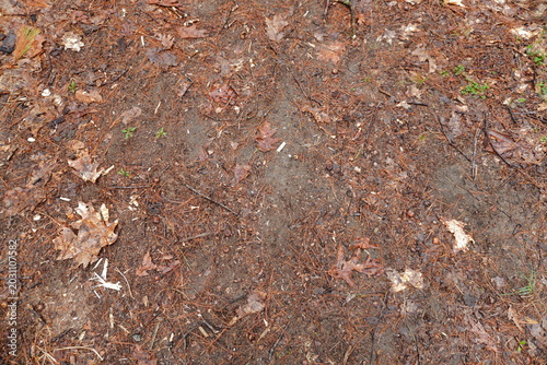 Top-down view of a forest floor covered in brown pine needles dry oak leaves small twigs and scattered acorns on damp soil