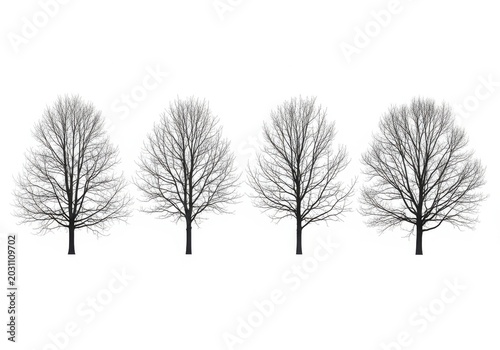 Four bare deciduous trees in winter season isolated on white background