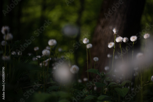 A summer natural landscape with flowers against a forest or park backdrop. A dark spring background with dandelions.