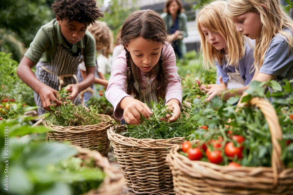 Fototapeta premium Children harvesting herbs and cherry tomatoes in school garden