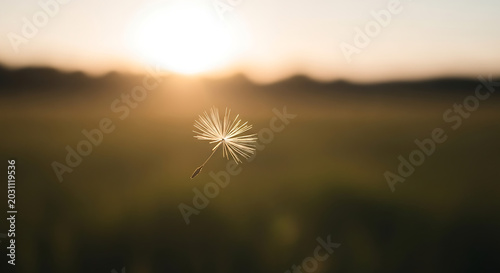 Single dandelion seed floating in the air against a blurry sunset field background