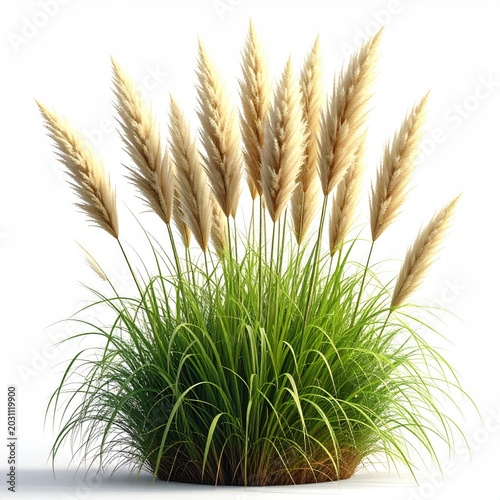 Tall, feathery plumes rise from lush green grass