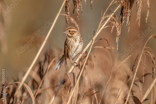 Canvas Print Reed bunting female perched on reeds in a reed bed