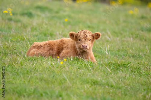 Photos Highland calf in a field in Scotland