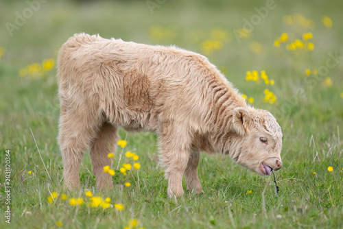 Konstfotografi Highland calf in a field in Scotland