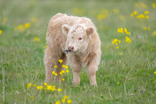 Canvastavla Highland calf in a field with a feather in its mouth in Scotland