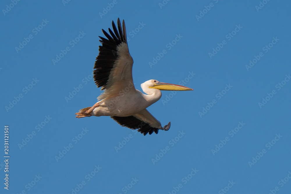 Fototapeta premium A Pelican in Flight