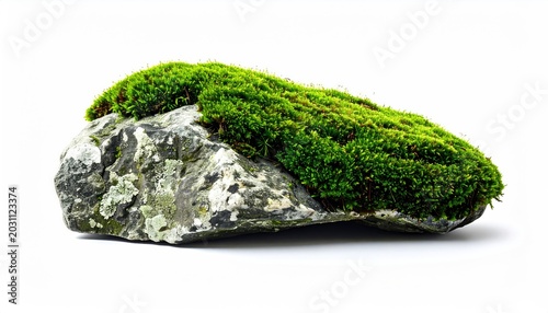 Green moss flourishes on a weathered, textured rock