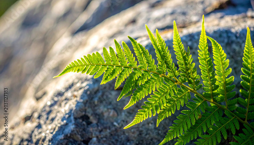 Fern frond glowing in direct summer sun with cool grey rock behind it. Ai