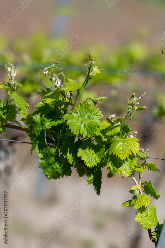 Young grapevine leaves on trellis wire in a sunlit vineyard showing fresh spr...