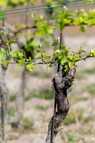 Vineyard grapevine with fresh spring shoots and new leaves trained on a trell...