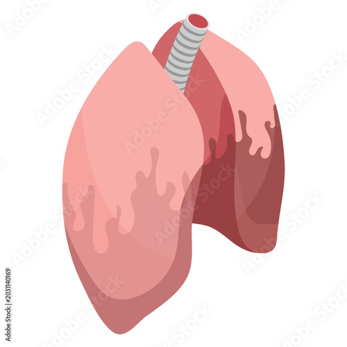 Fotografija Human Lungs Vector Illustration Showing Respiratory Anatomy and Trachea