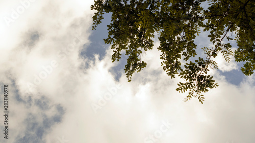 Foto A low-angle view looks up through tall trees toward an open sky, capturing the canopy and branches against the natural backdrop