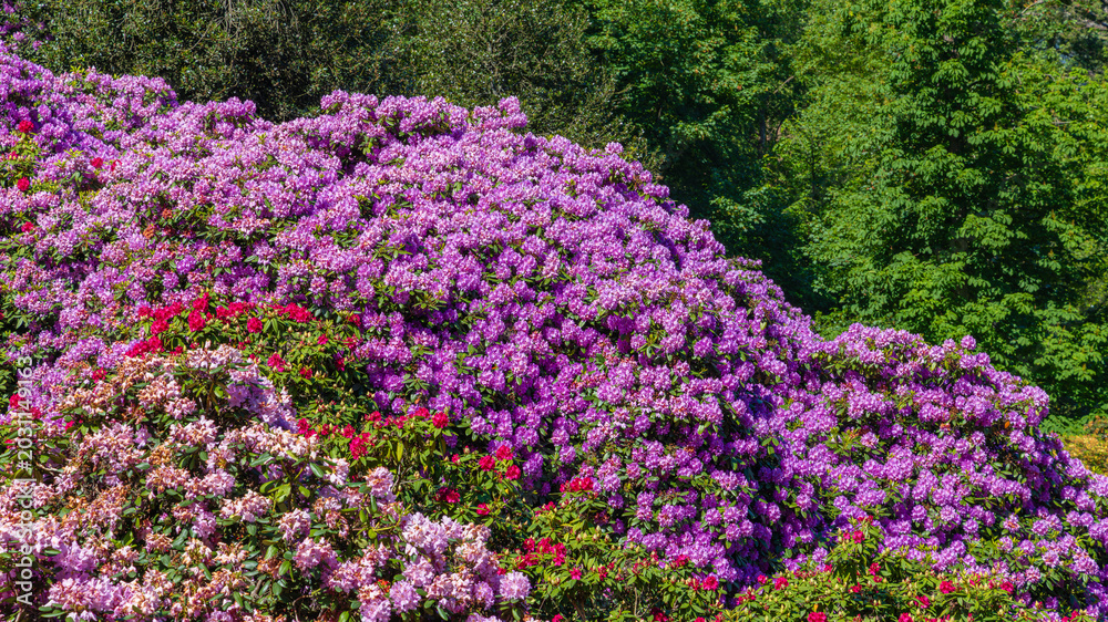 Obraz premium Beautiful rhododendron and azalea flowers blooming in a garden on a sunny day with green trees in the background