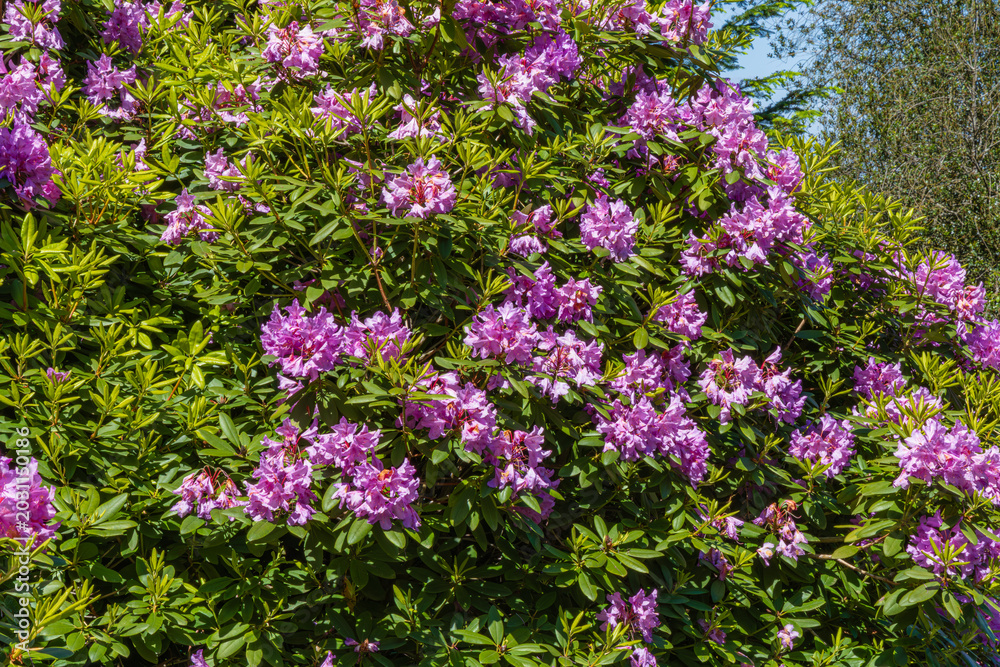 Obraz premium Bright pink rhododendron flowers bloom on a bush during a sunny day in a garden