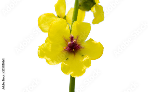 Tableau sur toile Yellow Verbascum wildflowers with purple-red centers blooming on hairy stems in a natural meadow
