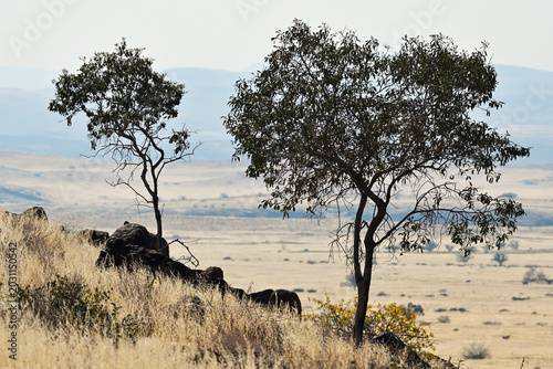 Tableau sur toile Savannah landscape, small tree, Namibia