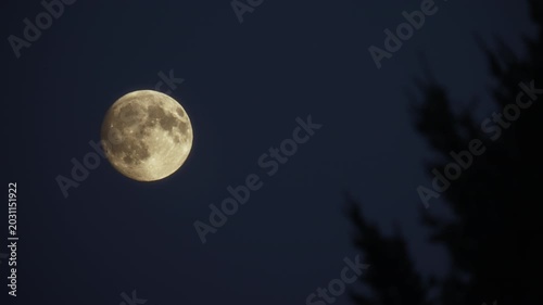 Bright full moon in a dark night sky next to a tree silhouette
