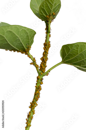 Tableau sur toile Bright yellow oleander aphids (Aphis nerii) clustering on a plant stem