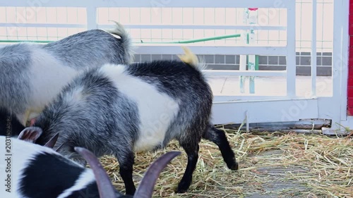 goats butting heads in a stable
