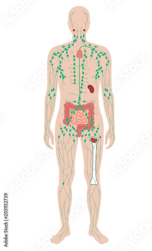 Quadro su tela Anatomy of the Human Lymphatic System and Immune Organs